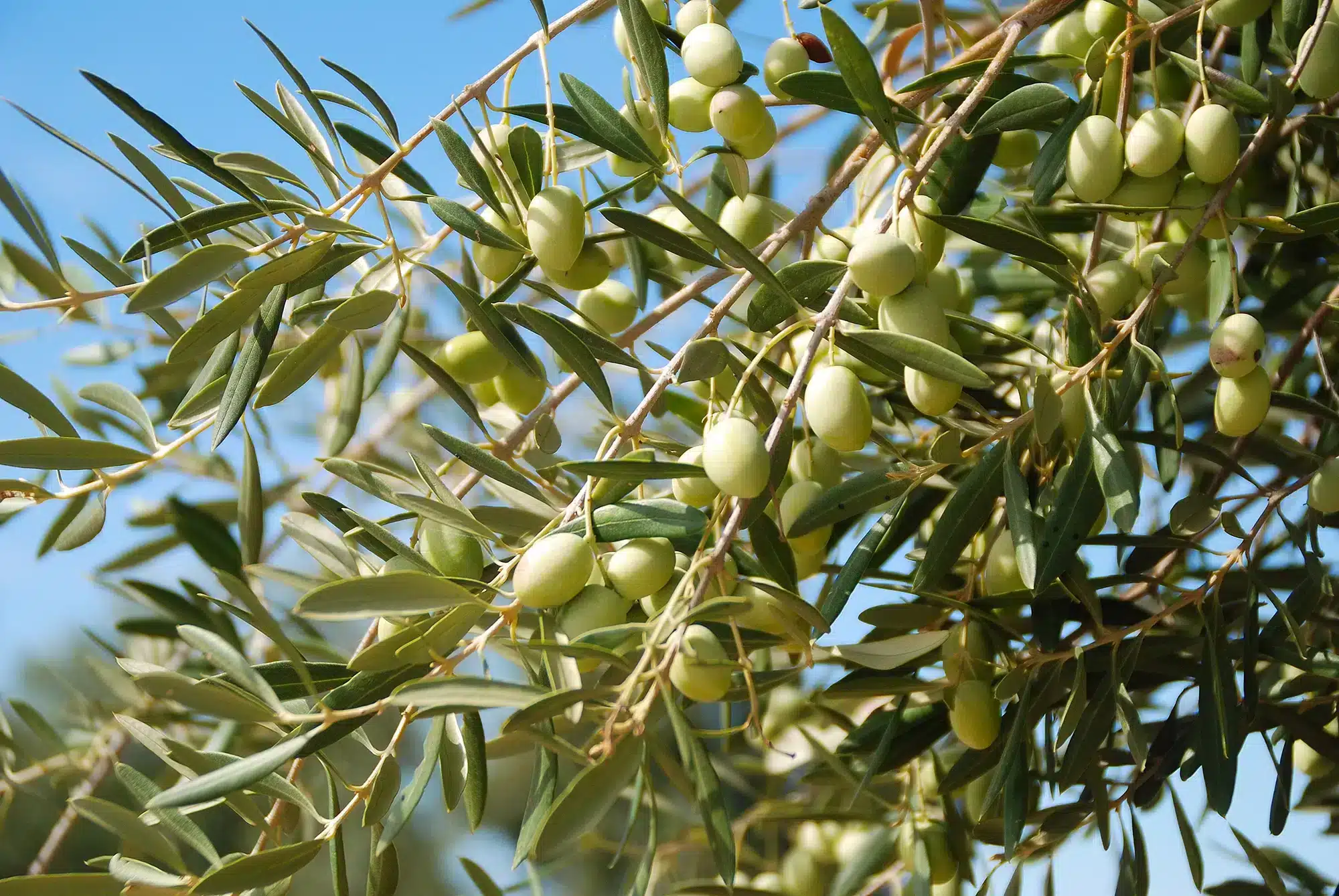 olivier nyons