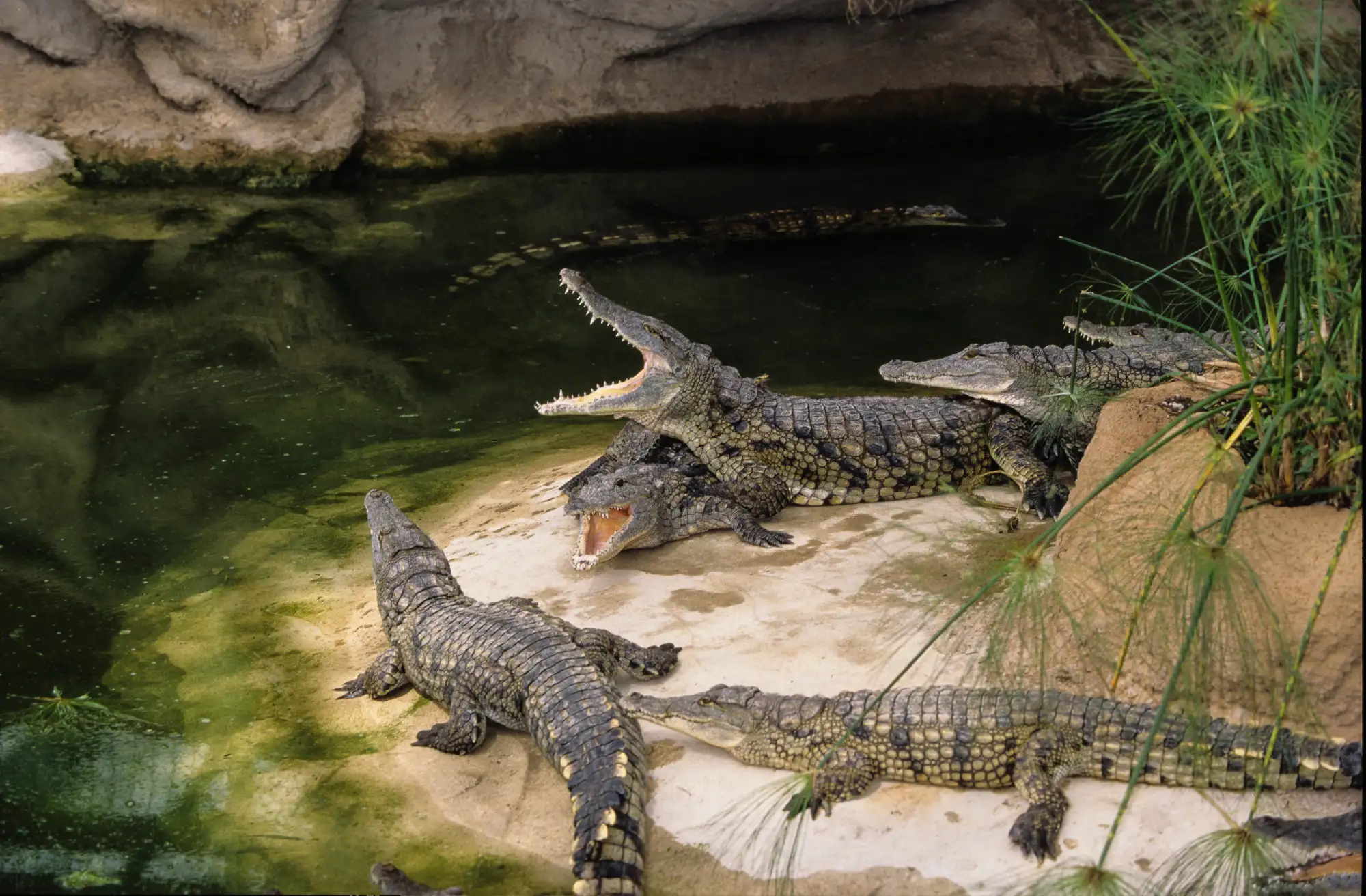 Ferme aux crocodiles