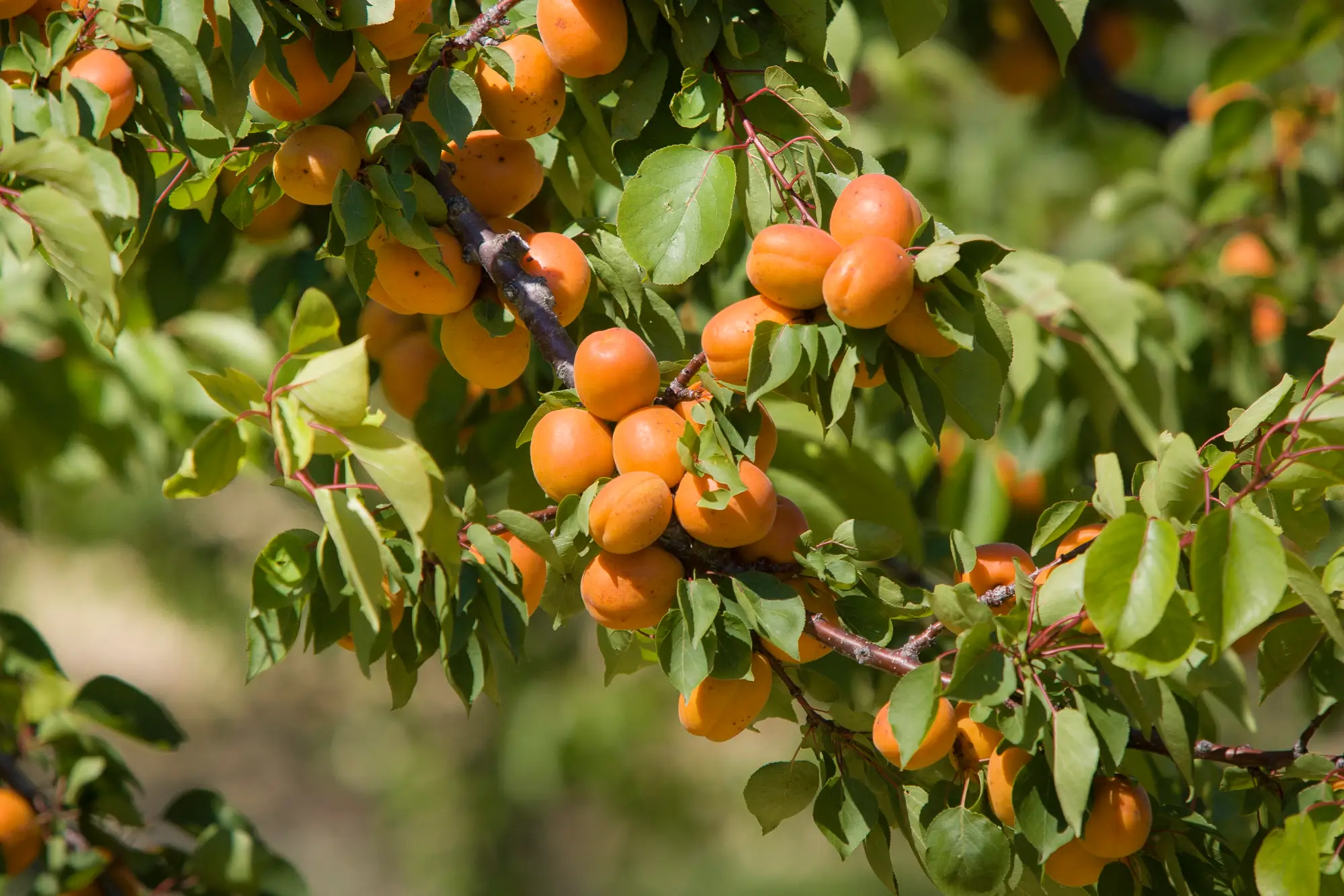 abricots drome