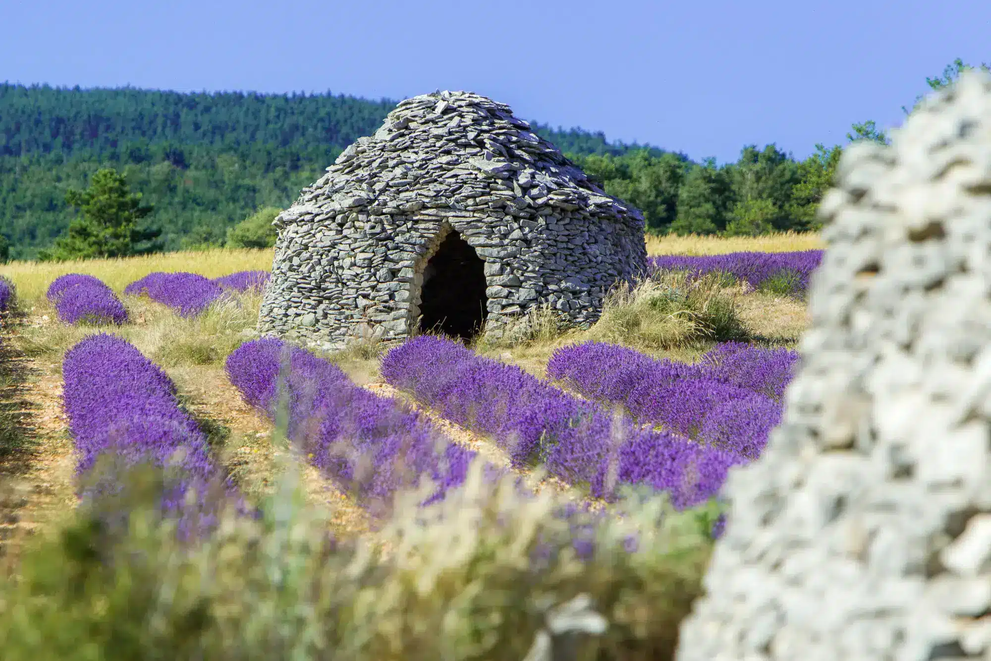 champ de lavande baronnies